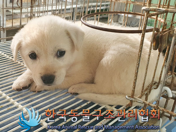 한국동물구조관리협회_441560202301441